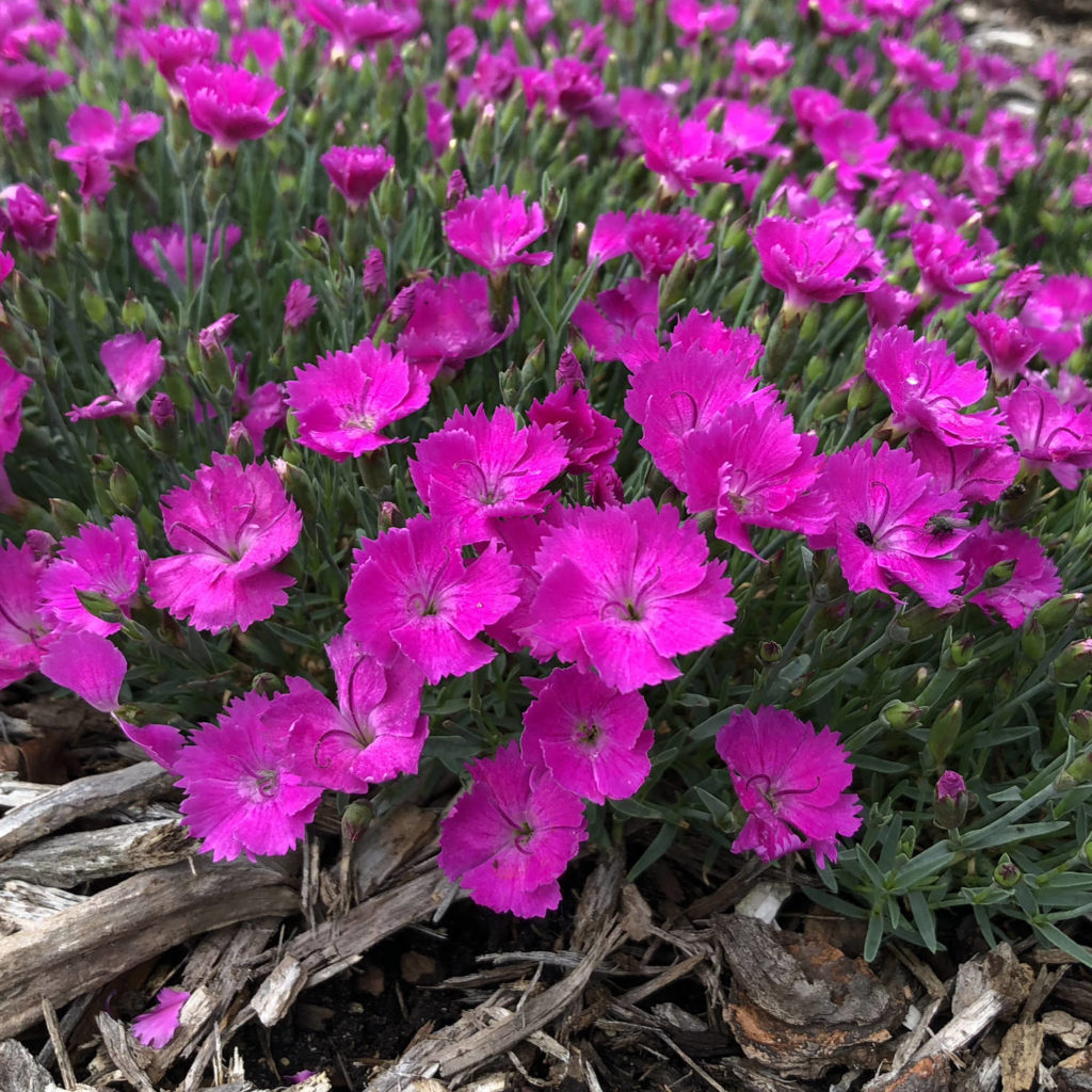 DIANTHUS PAINT THE TOWN FUCHSIA PINKS