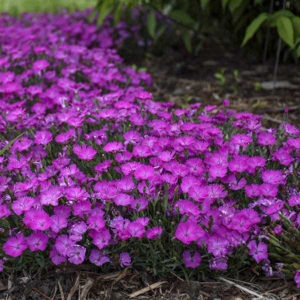 DIANTHUS PAINT THE TOWN FUCHSIA PINKS