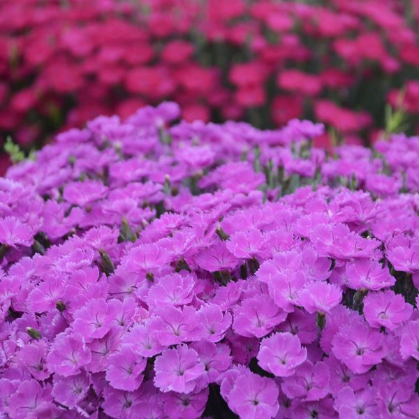 DIANTHUS PAINT THE TOWN FUCHSIA PINKS