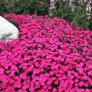 DIANTHUS PAINT THE TOWN MAGENTA PINKS