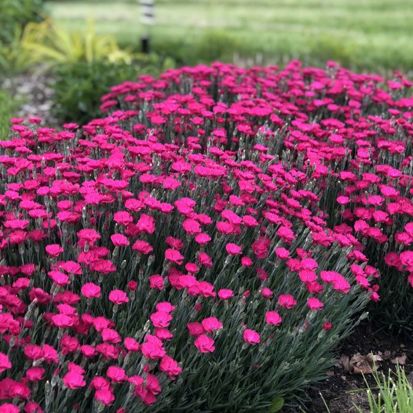 DIANTHUS PAINT THE TOWN MAGENTA PINKS