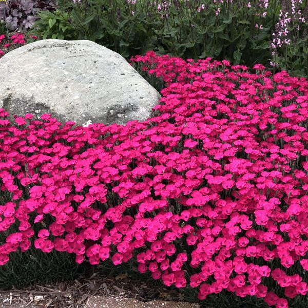 DIANTHUS PAINT THE TOWN MAGENTA PINKS