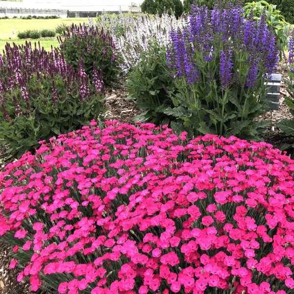 DIANTHUS PAINT THE TOWN MAGENTA PINKS