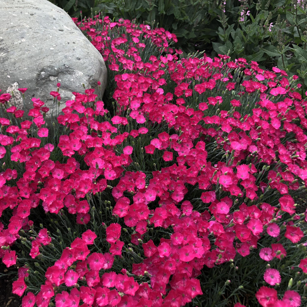 dianthus paint the town red dianthus paint the town red