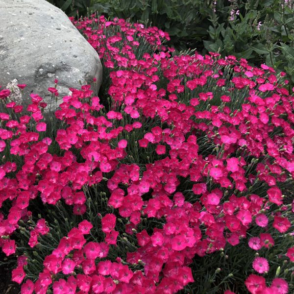 DIANTHUS PAINT THE TOWN MAGENTA PINKS