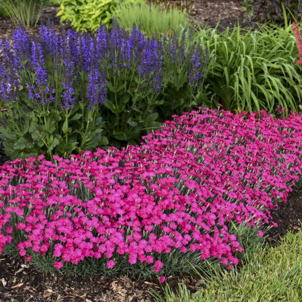 DIANTHUS PAINT THE TOWN MAGENTA PINKS