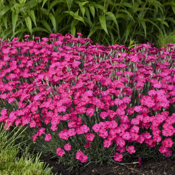 DIANTHUS PAINT THE TOWN MAGENTA PINKS