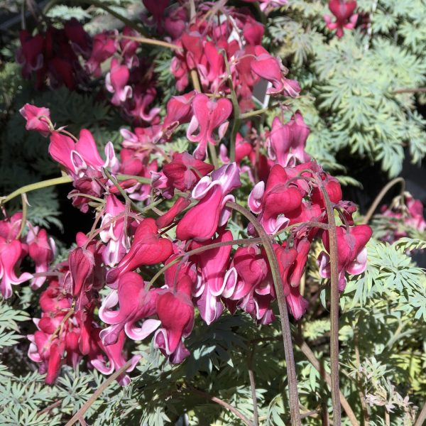 DICENTRA FIRE ISLAND BLEEDING HEART FERN LEAF