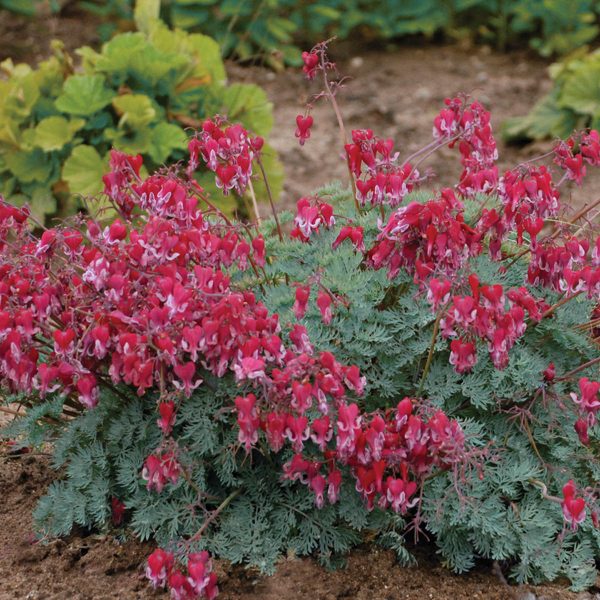 DICENTRA FIRE ISLAND BLEEDING HEART FERN LEAF