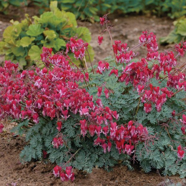 DICENTRA FIRE ISLAND BLEEDING HEART FERN LEAF