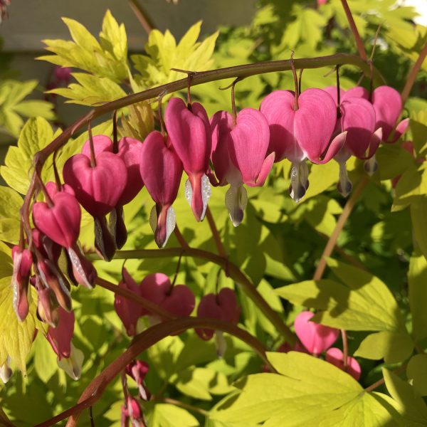 DICENTRA GOLD HEART BLEEDING HEART