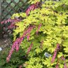 DICENTRA GOLD HEART BLEEDING HEART