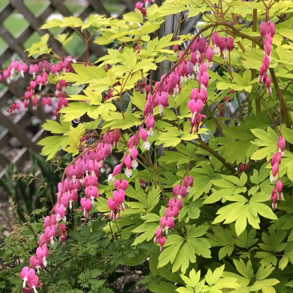 DICENTRA GOLD HEART BLEEDING HEART