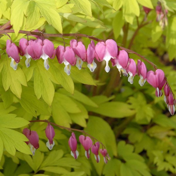 DICENTRA GOLD HEART BLEEDING HEART