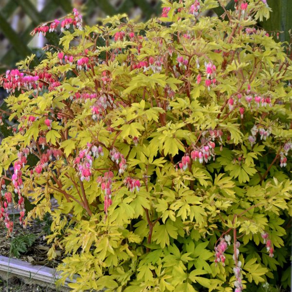 DICENTRA GOLD HEART BLEEDING HEART