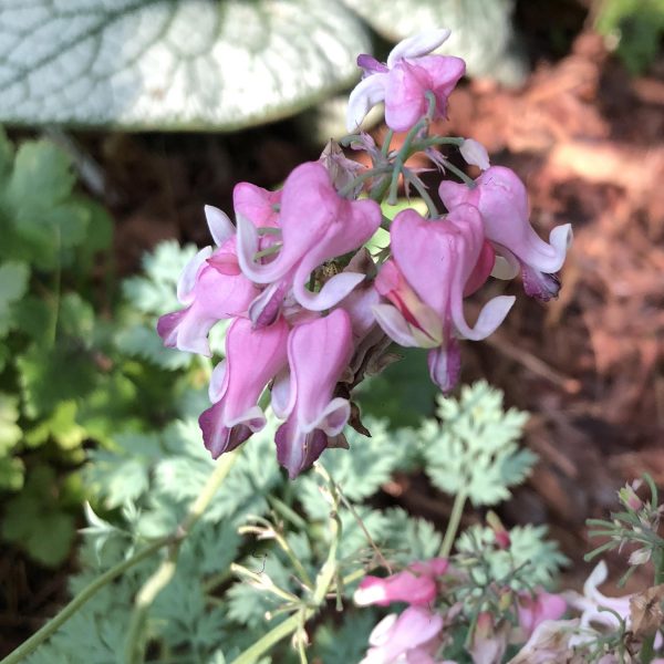 DICENTRA PINK DIAMONDS BLEEDING HEART FERN LEAF