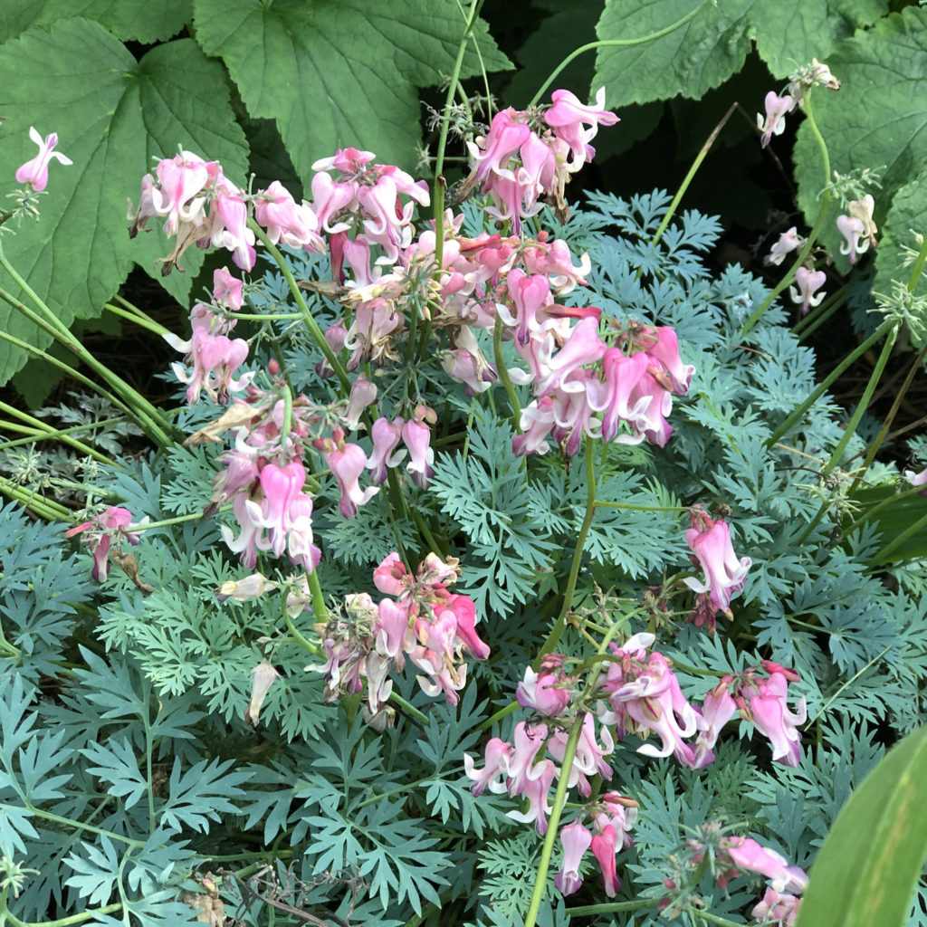 Dicentra 'Pink Diamonds' Garden Crossings