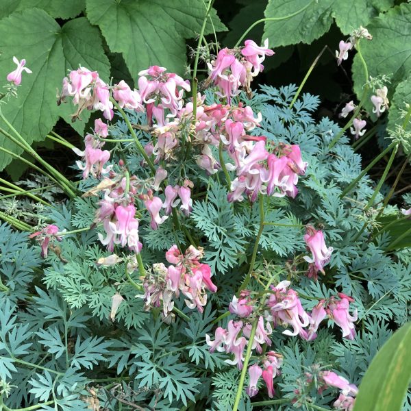 DICENTRA PINK DIAMONDS BLEEDING HEART FERN LEAF