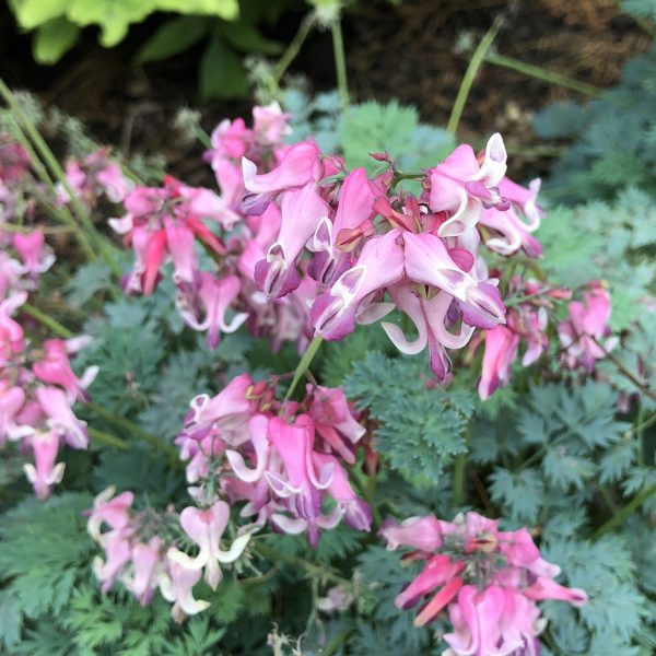 DICENTRA PINK DIAMONDS BLEEDING HEART FERN LEAF