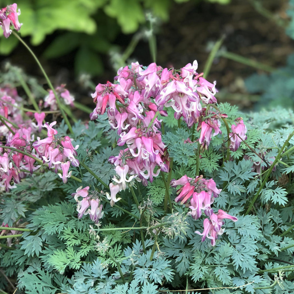 Dicentra 'Pink Diamonds' Garden Crossings