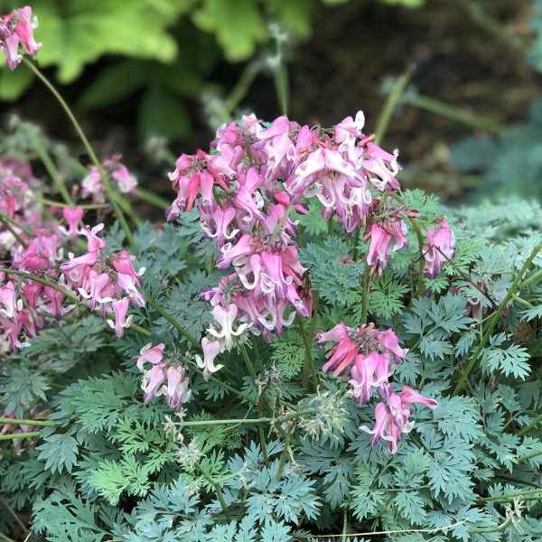 DICENTRA PINK DIAMONDS BLEEDING HEART FERN LEAF