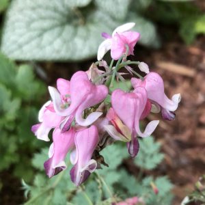 DICENTRA PINK DIAMONDS BLEEDING HEART FERN LEAF