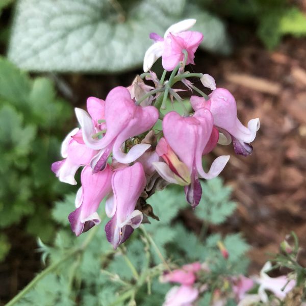 DICENTRA PINK DIAMONDS BLEEDING HEART FERN LEAF