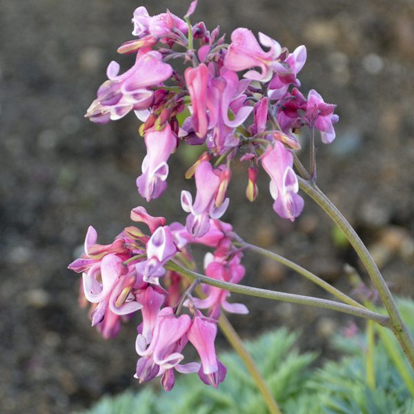 DICENTRA PINK DIAMONDS BLEEDING HEART FERN LEAF