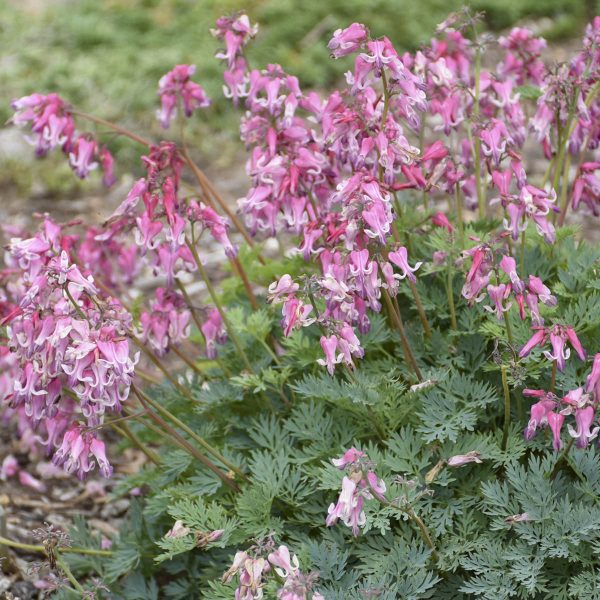 DICENTRA PINK DIAMONDS BLEEDING HEART FERN LEAF