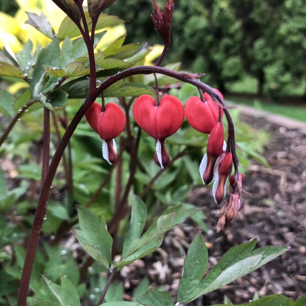 DICENTRA VALENTINE BLEEDING HEART