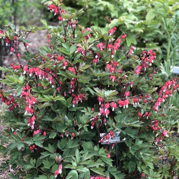 DICENTRA VALENTINE BLEEDING HEART