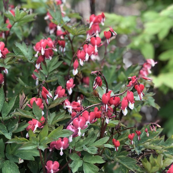 DICENTRA VALENTINE BLEEDING HEART