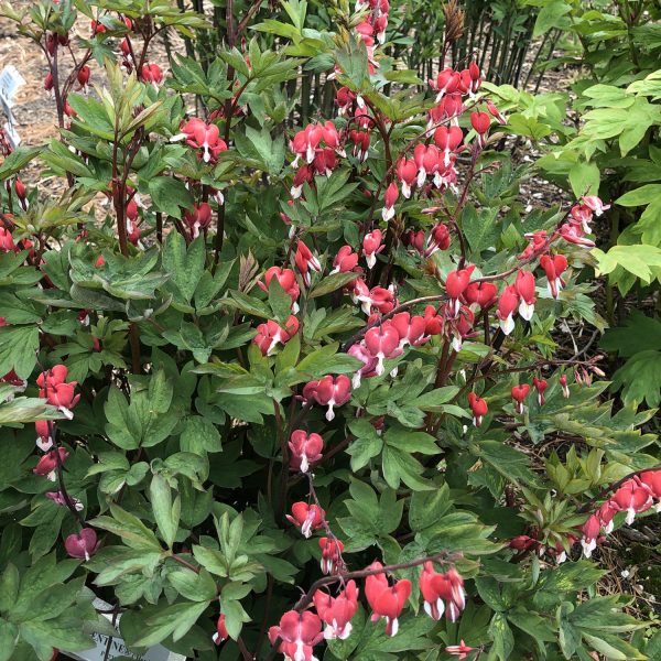 DICENTRA VALENTINE BLEEDING HEART