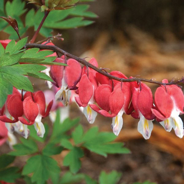 DICENTRA VALENTINE BLEEDING HEART