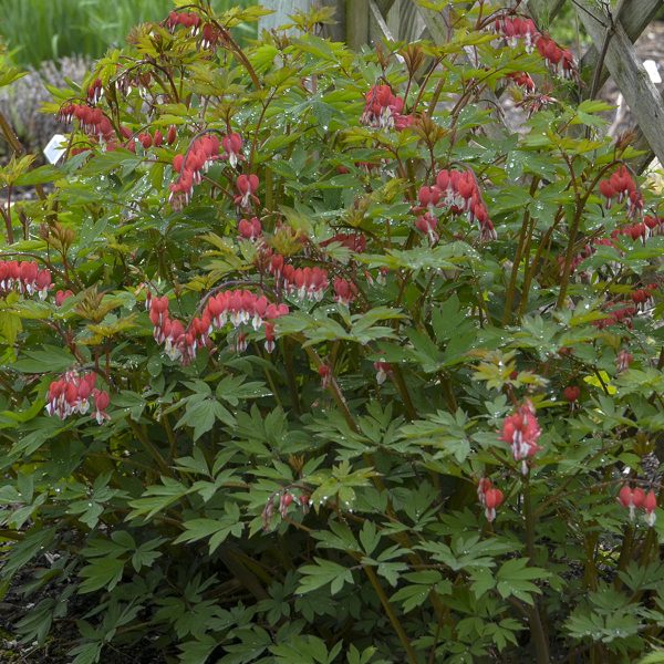 DICENTRA VALENTINE BLEEDING HEART