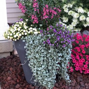 DICHONDRA SILVER FALLS LICORICE VINE