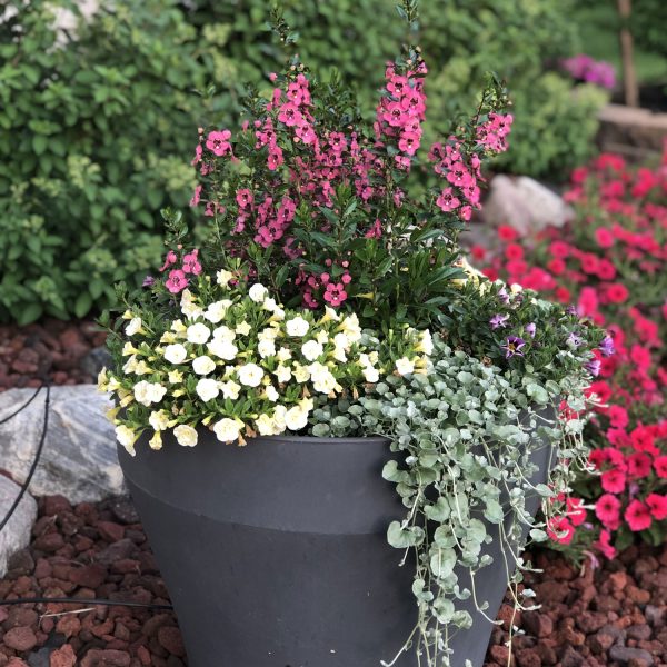 DICHONDRA SILVER FALLS LICORICE VINE