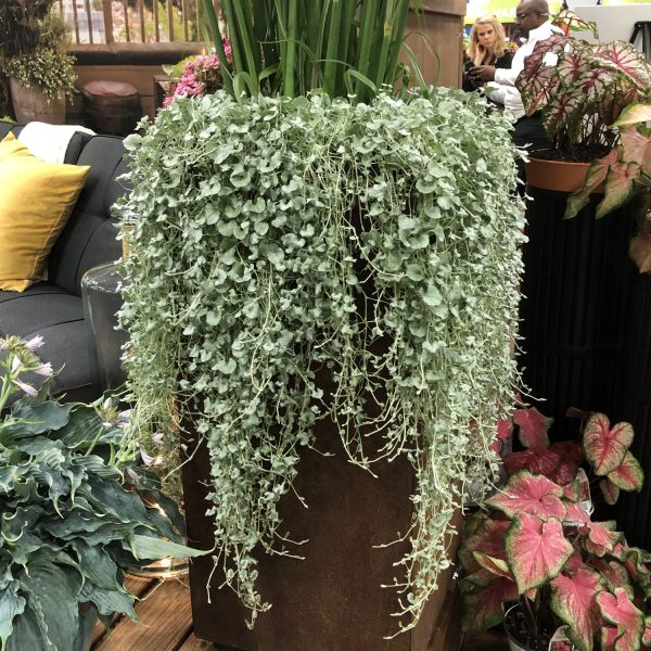 DICHONDRA SILVER FALLS LICORICE VINE