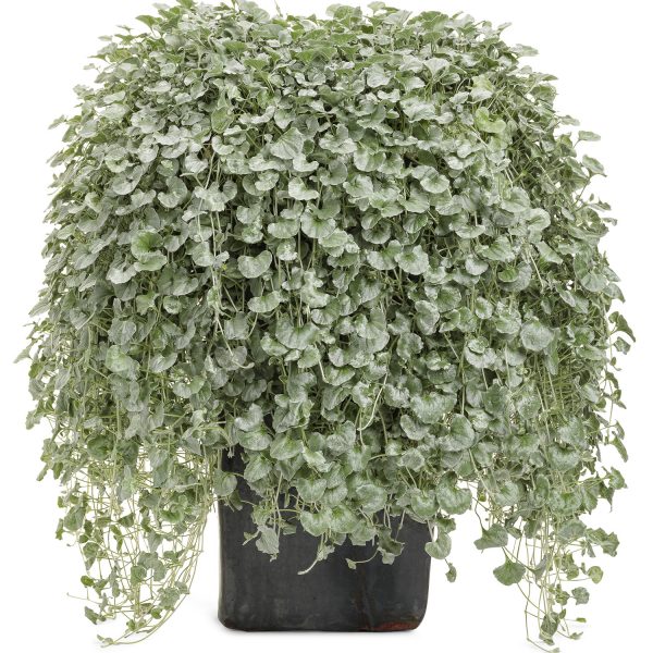 DICHONDRA SILVER FALLS LICORICE VINE