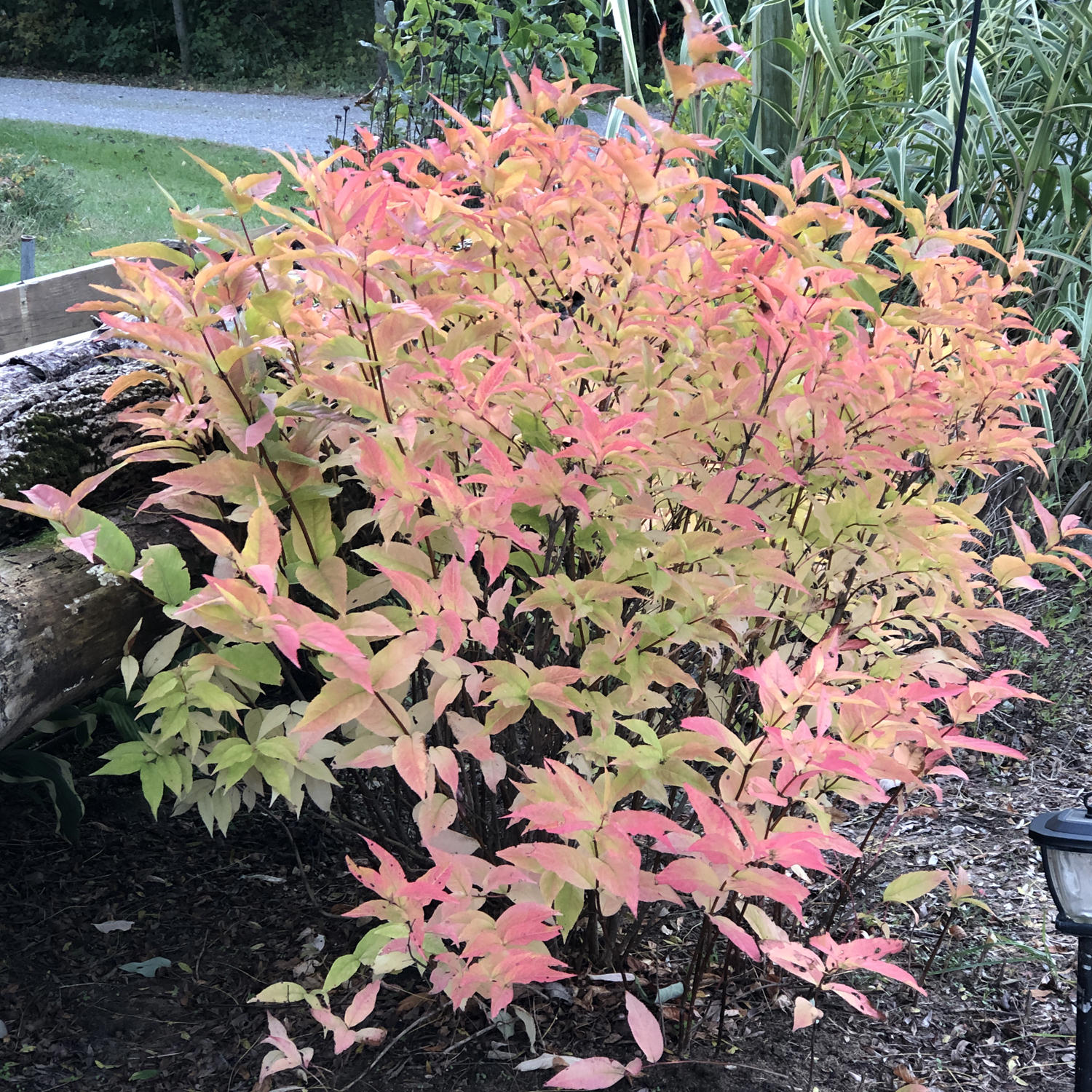 Image of Diervilla kodiak orange shrub with orange flowers and white foliage