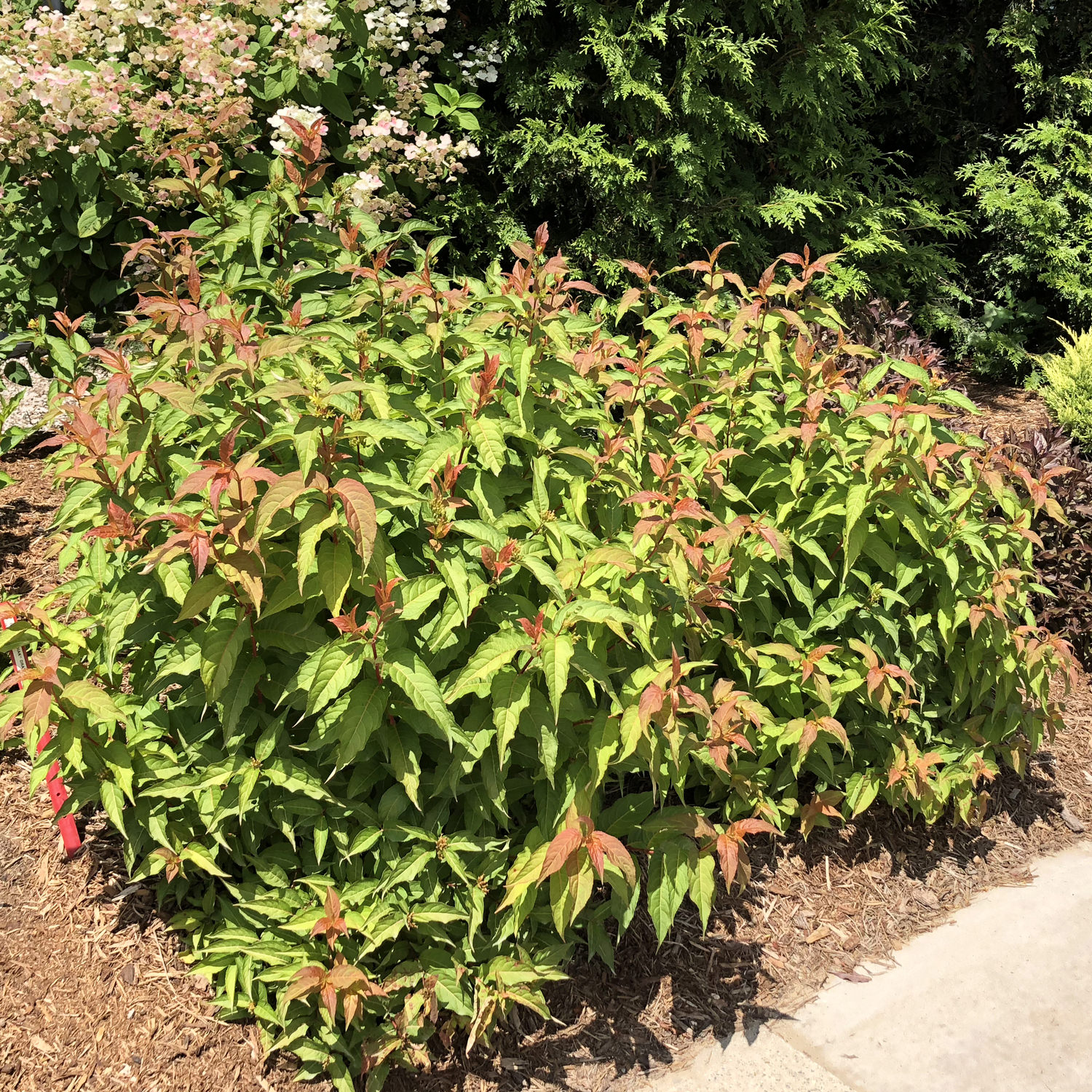 Image of Diervilla kodiak orange shrub with orange flowers and green foliage