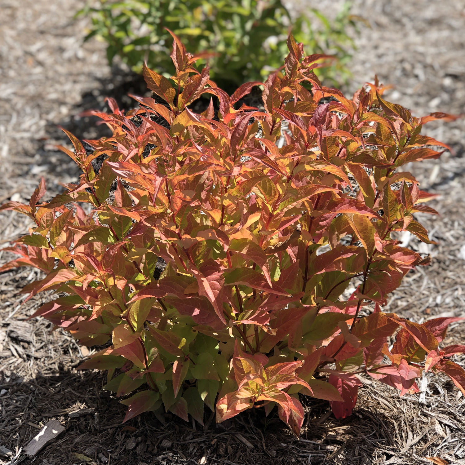 Image of Kodiak Orange Diervilla shrub new growth