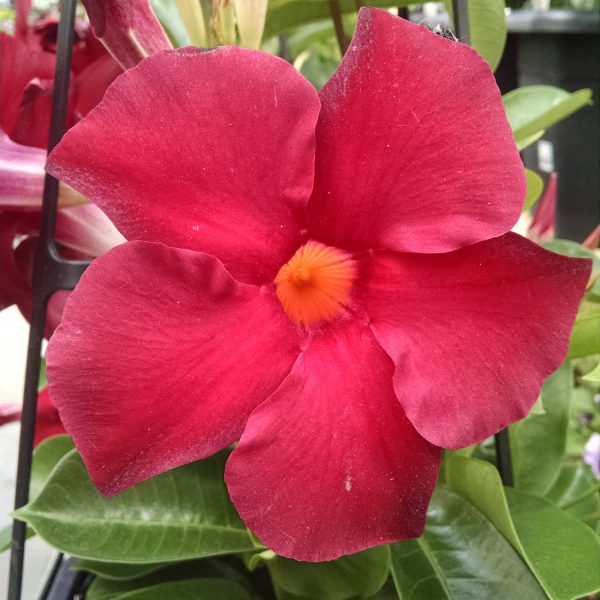 DIPLADENIA SUNDENIA RED MANDEVILLA