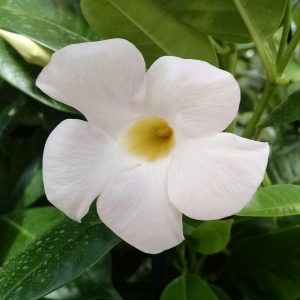 DIPLADENIA SUNDENIA WHITE MANDEVILLA