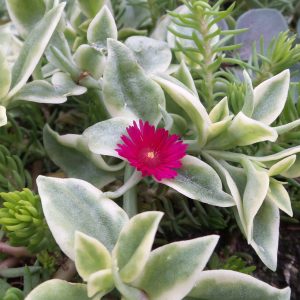 APTENIA MEZOO TRAILING RED LIVINGSTONE DAISY