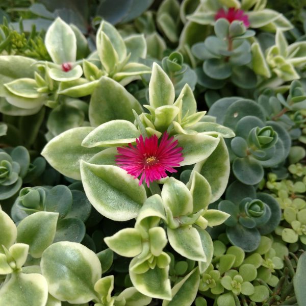 APTENIA MEZOO TRAILING RED LIVINGSTONE DAISY