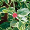 APTENIA MEZOO TRAILING RED LIVINGSTONE DAISY