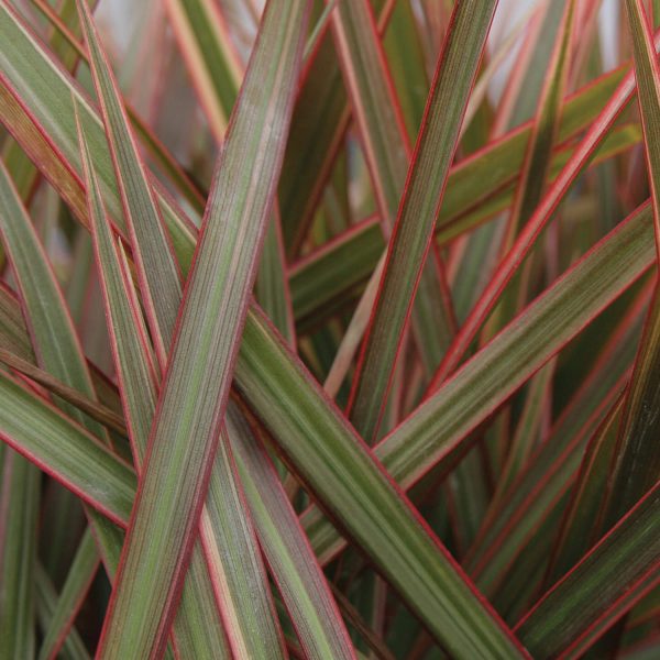 DRACAENA CORDYLENA RUBY SPIKES