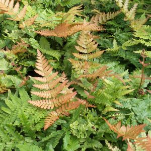 DRYOPTERIS BRILLIANCE AUTUMN FERN