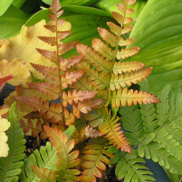 DRYOPTERIS BRILLIANCE AUTUMN FERN